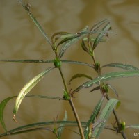 Hygrophila ringens (L.) R.Br. ex Spreng.